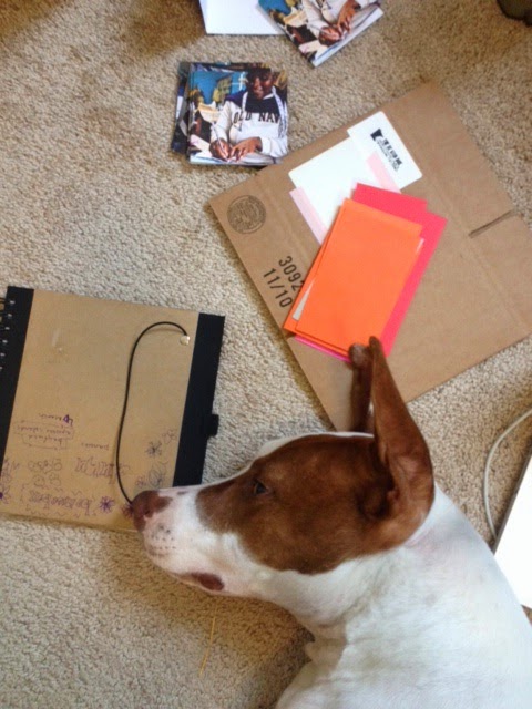 Dog laying on floor with cardboard boxes and colored paper