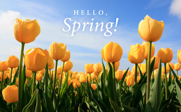 Image of yellow tulips with heading "Hello, Spring!"