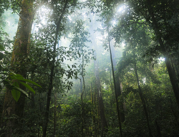 Misty green jungle landscape