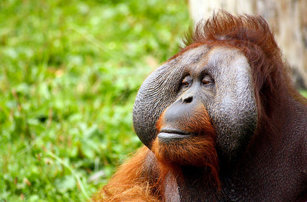 Orangutan looking calmly to the side