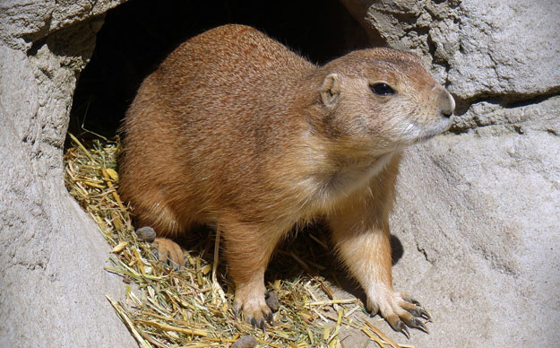 Prairie dog peeking out of hole