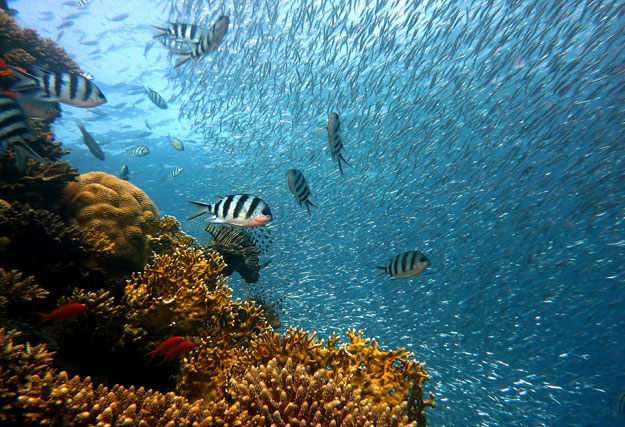 Large school of fish near coral reef
