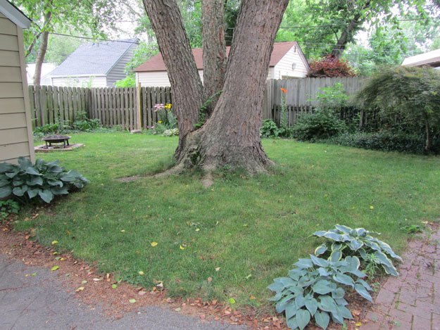 Small back yard with large tree