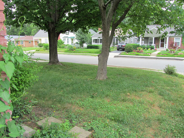 Small front yard with two trees