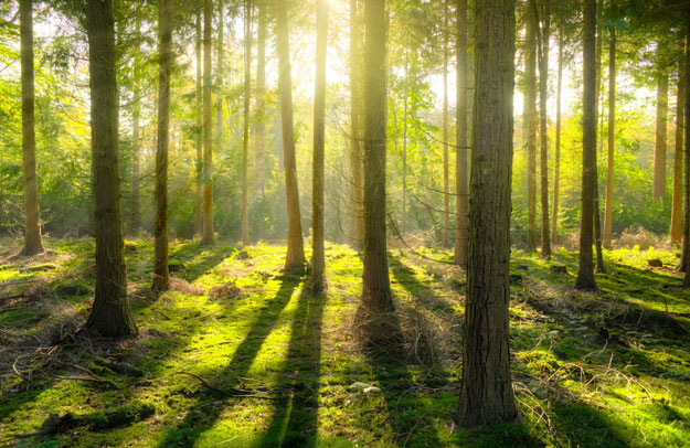 Sunlight shining through trees